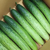 [모자농장] 고령 백다다기 오이 백오이 (특품) 2kg 4kg 5kg 당일수확 산지직송, 백다다기 (특품) 5kg