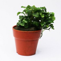 미미네아쿠아 부세파란드라 웨이비그린, 단품없음