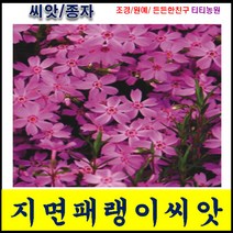 지면패랭이꽃 / 약 300립/ 꽃잔디 씨앗/지면패랭이씨앗//파종시기 3~10월/초장길이 15~20cm 로 지면으로 자라는 패랭이/꽃잔디보다 꽃이 크고 화려한 패랭이, 지면패랭이 300립, 1개