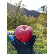 (22년 수확)양구 두타연 고냉지 꿀사과 부사 5kg 10kg 껍질째 먹는 사과 부사 시나노 스위트 농장직송 가정용 선물용, 21과~24과5kg