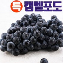캔디처럼 맛있는 머루 포도 캠벨 포도, 캠벨포도(특)2kg(5-8송이)