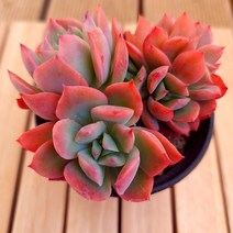 러우철화 키우기 쉬운 예쁜 다육식물 랜덤1-40, 1개