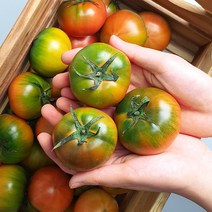 부산 대저토마토 짭짜리 고당도 대저짭짤이토마토 2.5kg, 대저 짭짤이 토마토 2.5kg 2S-S