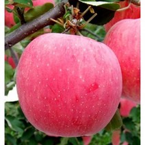 과수/유실수 사과나무묘목 (속빨간사과 홍로사과 부사사과), 사과(골드러쉬) 접목1년포트2주