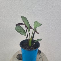 실내공기정화식물 아마그리스크테난데 미니소품 10-25cm 49