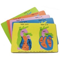 사람 심장 구조 인체모형 퍼즐 초등과학 장기만들기 집콕과학 인체탐구