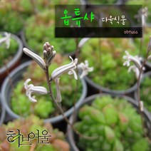 [허브여울다육] 옵튜샤(obtusa)지름 15cm 중품 다육화분, 1개