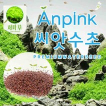 AnPink 씨앗 수초S (1개입) 어항 수족관 장식 전경