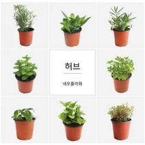 [딜]향기가 솔솔 허브 34종, H20.페니로열민트
