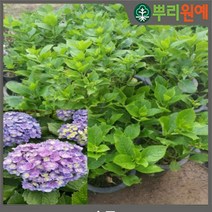 수국묘목 수국꽃나무 수국 별수국