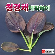 아시아종묘 청경채씨앗종자 에픽하이 (4000립)