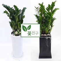 [양치식물] 허브키우기 식물키트 바질 로즈마리 라벤더 식물 키우기 원예세트