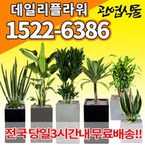 개업축하화분배달 개업식 인테리어식물 집들이 선물 금전수 스투키 산세베리아 만냥금 뱅갈고무나무 떡갈나무 알로카시아 소철 극락조 파키라 거실화분 실내화초, (선택29)안시리움