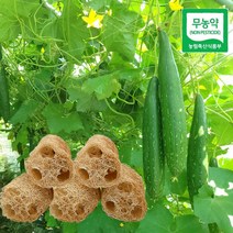 [무료배송]국내산 천안직접 농사 무농약 천연수세미 15cm 5개입 10개입 15개입, 5개, 1개