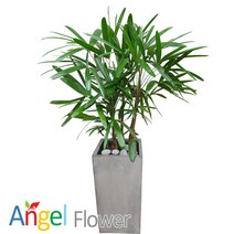 엔젤플라워 초특가 특대형화분 행운목 대박나무 당일꽃배달, A18 관음죽, 1개