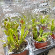 파리지옥 소품1개 식충식물, 1개