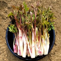 농가살리기 국내산 땅두릅 두릎 제철 봄나물 500g 1kg, 땅두릅 1kg