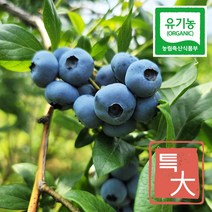 유기농블루베리 냉동 국산 3kg 대과 산지직송, 대과 3kg