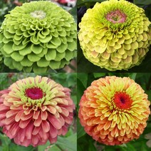 고급종 백일홍 퀸시리즈 (종자 꽃씨앗 / 10립), 라임오렌지