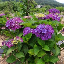 (한울농원) 원예수국 엔들레스썸머 17센치 포트묘 1주, 블룸스타 17센치 포트묘