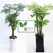 꽃친구 해피트리 사기분 사각분 중형 대형 개업화분 축하화분 집들이화분, 해피트리 사각분 2호, 물받이바퀴받침(10.000원)