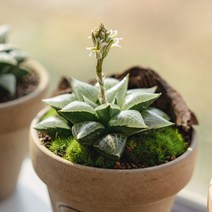 하월시아 옵투사 19종, 1 자옵투사