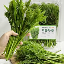 2023 무주 고산지 햇 여름두릅 산지직송, 1kg, 1개