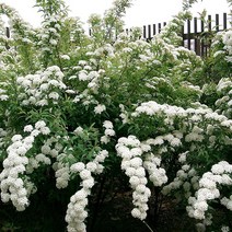 [새싹에서 나무까지] 공조팝나무 (키 50cm~60cm) 개화주, (5개)
