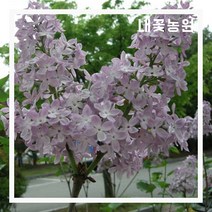 내꽃농원 라일락 키 100cm(분)