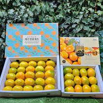 제주 고당도 하우스 감귤, 3kg 로얄과(S-M), 1개