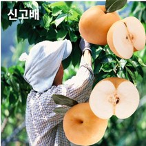 국내산 덜매운 봉동 세척생강 홈 카페 음료 만들기 3kg 5kg 10kg, 신고배6kg