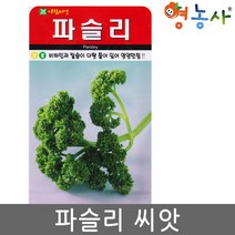 아람 파슬리씨앗 500립, 단품