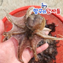 국내산 태안 신진도 자연산 활 쭈꾸미 1kg(10~15미) 주꾸미