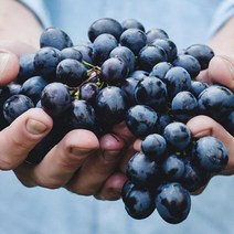 영화농산 특급 포도 6kg 머루포도 청포도 포도종류영화농산 특급 포도 6kg 머루포도 청포도 포도종류 송산포도 캠벨포도 가지포도 망고포도 거봉포도 대부도포도 씨없는포도 영동포도 강화섬포도 포도가격 안성포도 코튼캔디포, 본상품