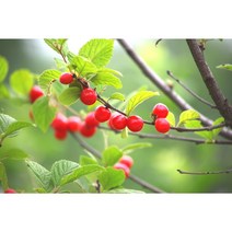 [농업의 신]앵두나무 묘목 접목1년생 특묘, 상묘, 1개