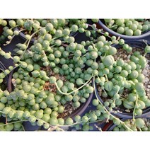 다육이 녹영 콩란 콩난 늘어지는 다육, 미니녹영(콩란)