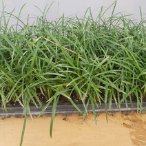 벌집몰 + 맥문동 100개 묶음 선정제품*_/^ 지피식물 소나무 H*NC/B:23 + WKK*L8/V, 본상품선택_BZ