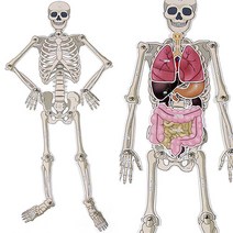 인체골격내부장기모형