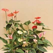 마이플랜트 안시리움 식물 모종, 07.엑소타