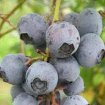 블루베리 저지 삽목 2년 포트묘 묘목 1개 화분 나무