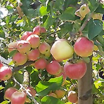 묘목/ 미니사과나무 루비에스 R3cm 결실주 kk165