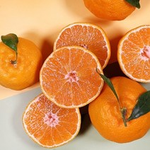 온도씨 [온도씨]제주 고당도 한라봉 4.5kg 대과 10-14과내외