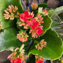 가랑코에 카랑코에 색상랜덤발송