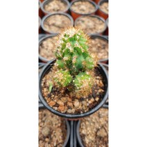 팅커벨 암석주