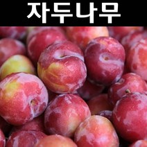 자두(왕자두) 접목3년 결실주(분) 1개/나무 묘목/과실수/유실수