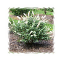 어린모종 붓들레아-화이트 10cm분 3개 K648