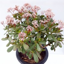 미니염좌 염좌금 황금염좌 꽃피는염좌 모음, 03.꽃피는염좌(대품), 1개