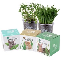 투명화분 캣그라스 고양이 헤어볼 소화 촉진 꿈쟁이 트 캣글라스 키 캣닙 강아지풀 캣닢씨앗, 캣닢, 본상품선택