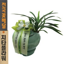 치타플라워 동양란 대국(항아리) 영전 취임 축하 난 [CD05-001] 동양난 영전 취임 생일 선물 화분 고급 란 전국 당일 배송 꽃배달
