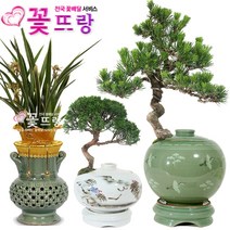 명품 도자기분재 소나무해송 개업 승진 취임 축하선물, B10 만천홍 스페셜